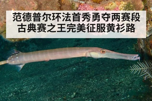 范德普尔环法首秀勇夺两赛段 古典赛之王完美征服黄衫路